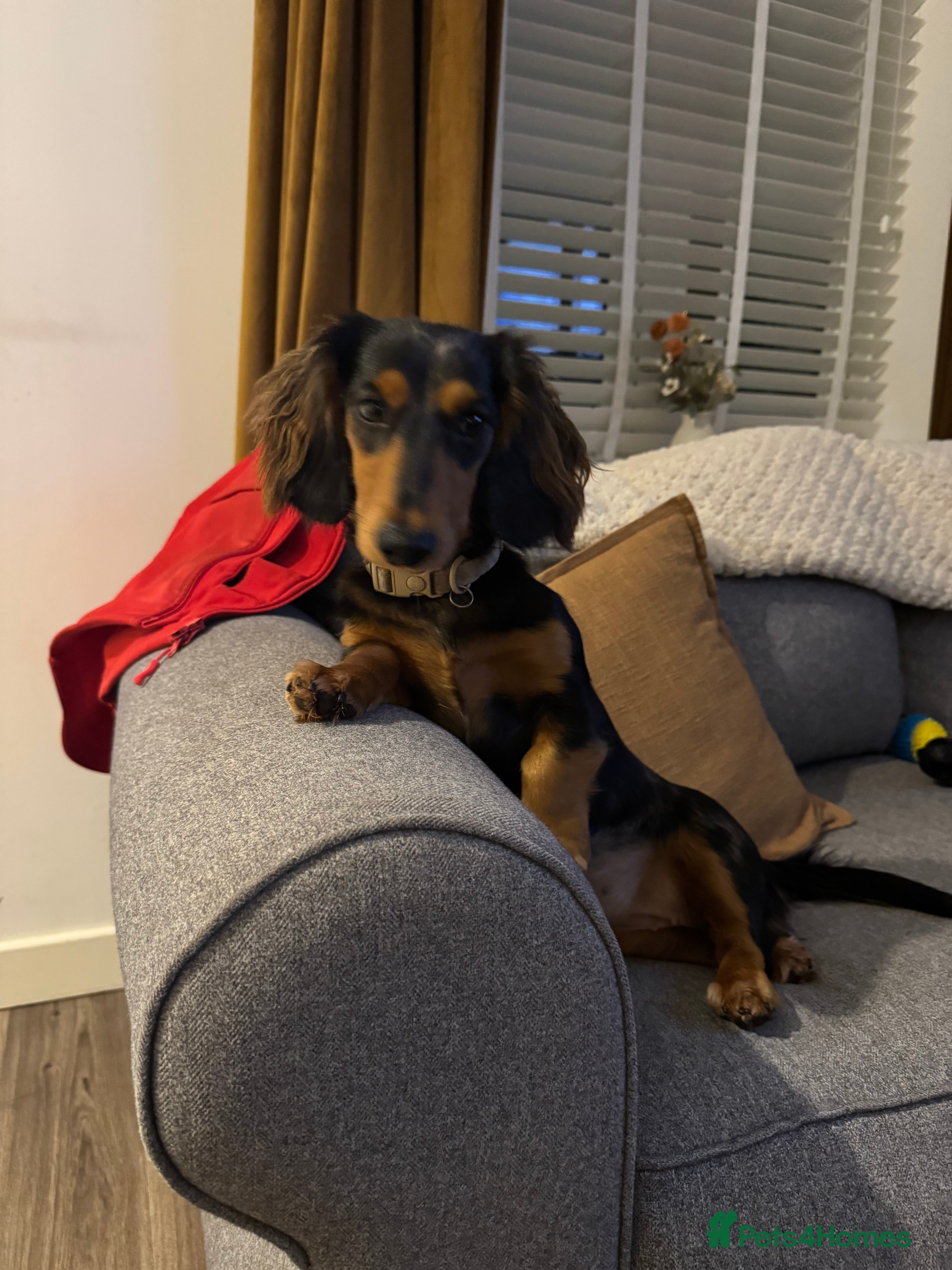 Miniature Dachshund dogs Rehoming - Advert 2