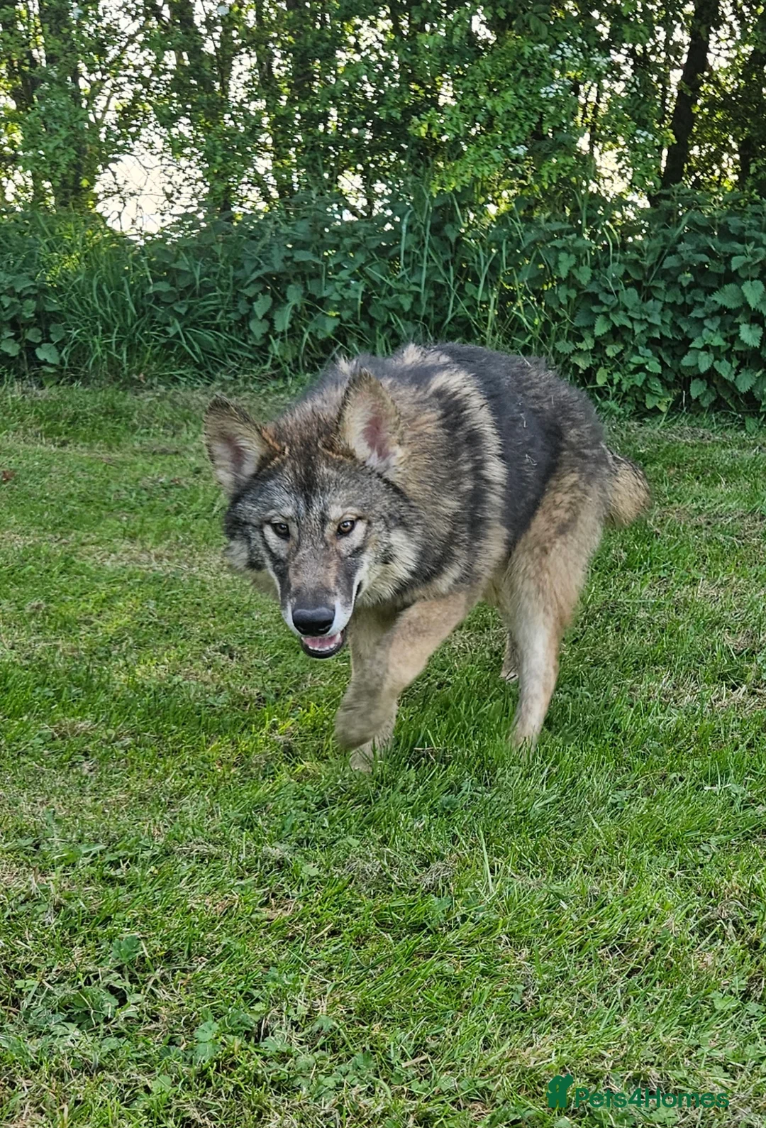 Northern Inuit dogs for sale: 2yr old female - Advert 2