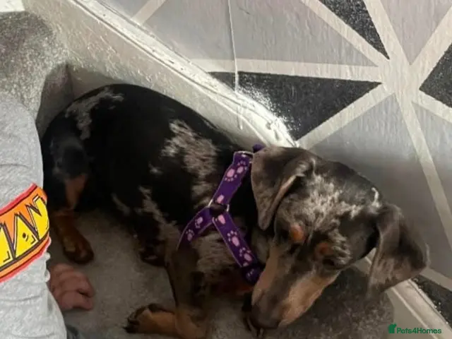 Miniature Dachshund dogs for sale: 🩵🩷 5 Beautiful Miniature Dachshunds 🐶🏠 - Advert 8
