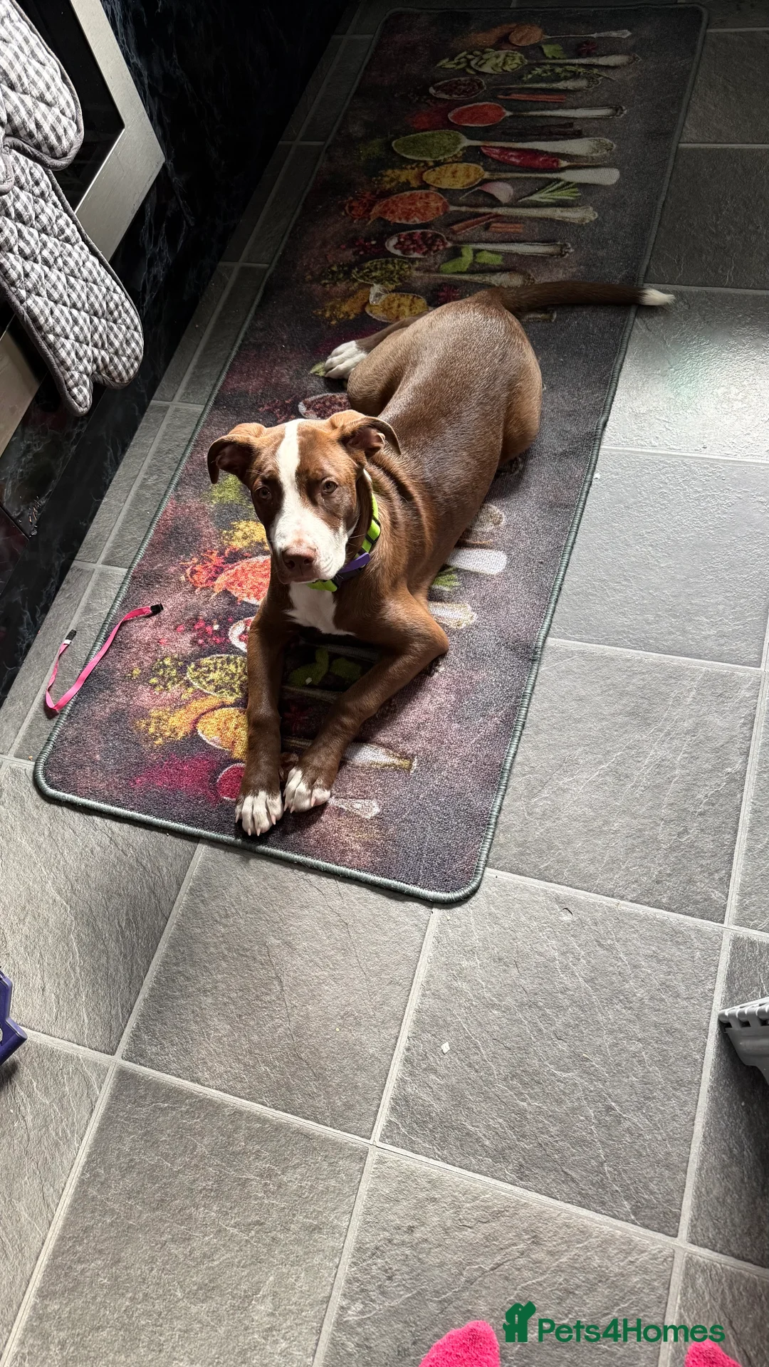 Staffordshire Bull Terrier dogs for sale: 🐶American Staffordshire Terrier 5 Months Female - Advert 6