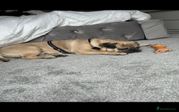 Frug dogs for sale: Male frug looking for new home  - Advert 2