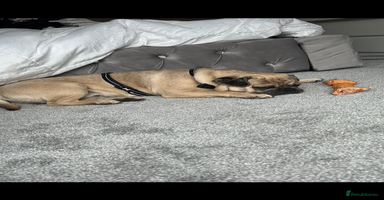 Frug dogs Male frug looking for new home  - Advert 2