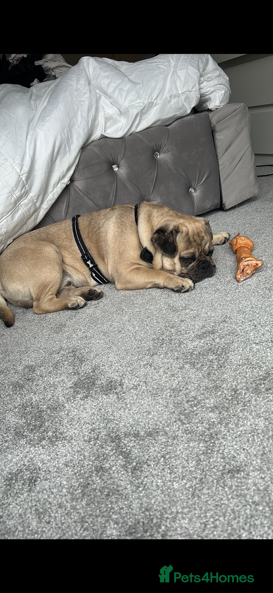 Frug dogs for sale: Male frug looking for new home  - Advert 2