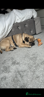 Frug dogs Male frug looking for new home - Advert 2