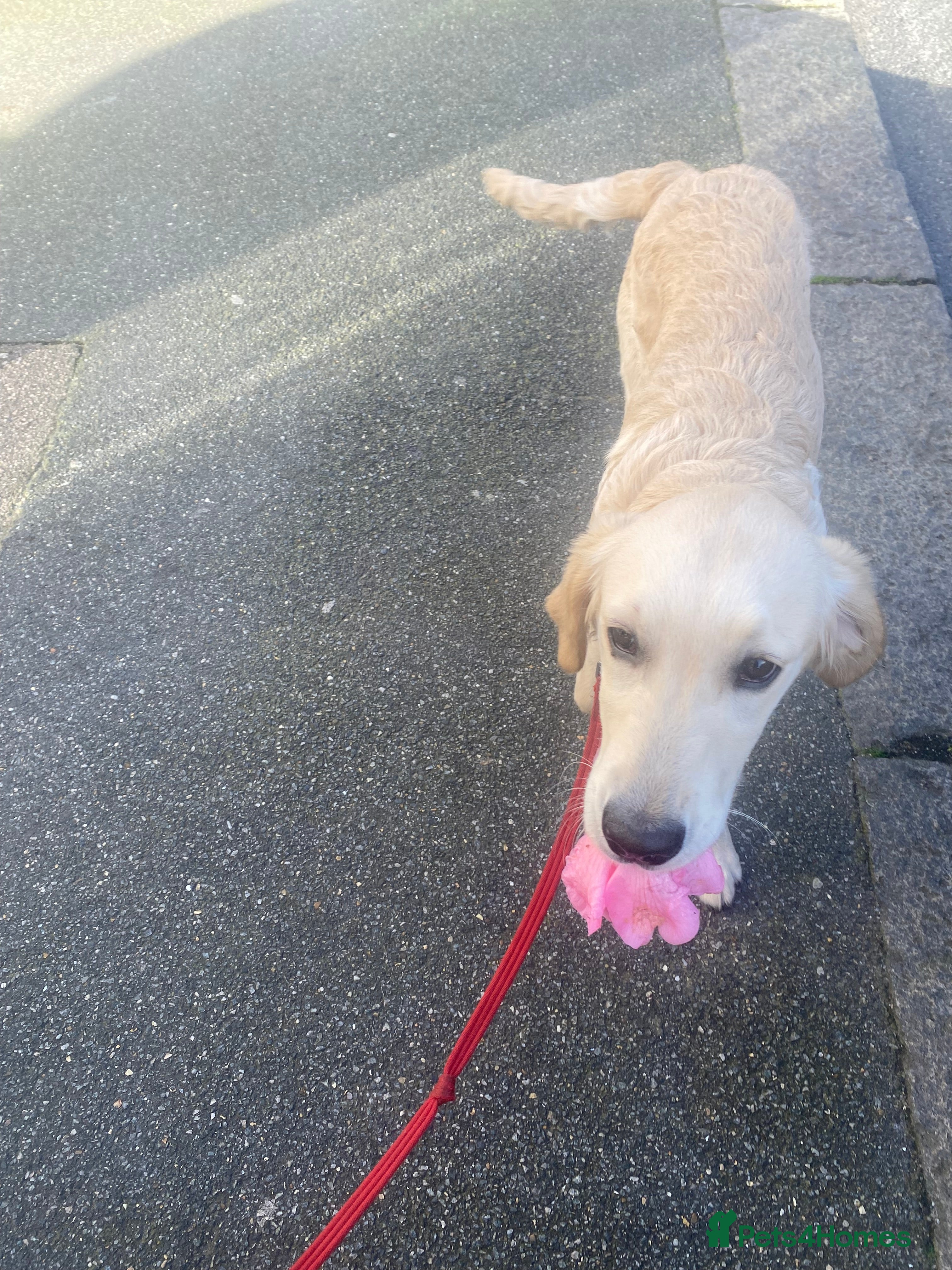 Golden Retriever dogs Sunny 6 months old  in London - Advert 11