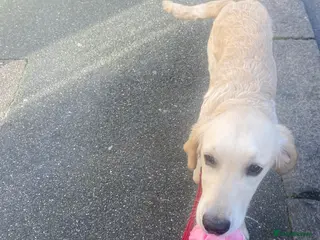 Golden Retriever dogs Sunny 6 months old in London - Advert 11