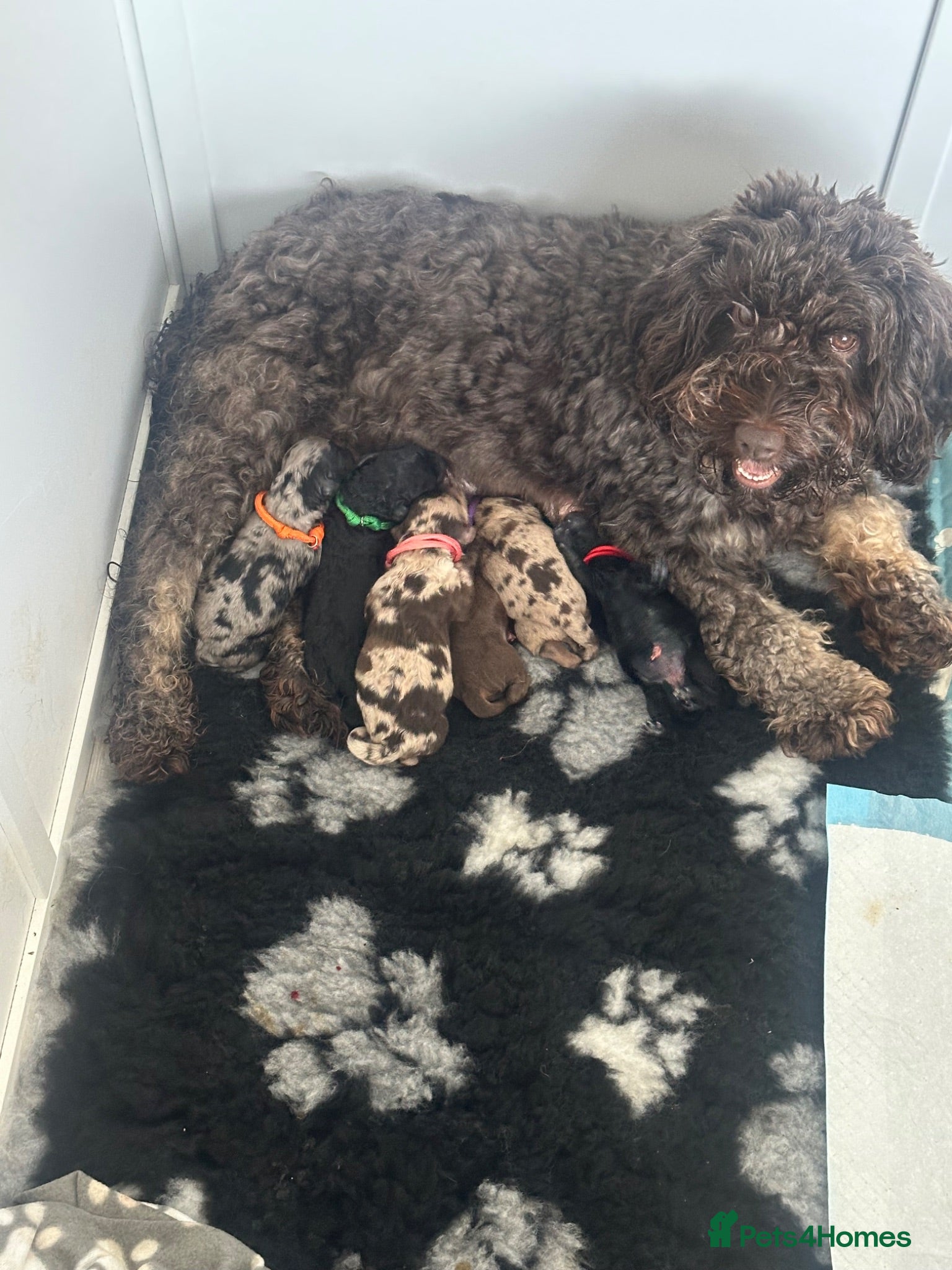 Cockapoo dogs Beautiful f1b cockapoos  - Advert 3