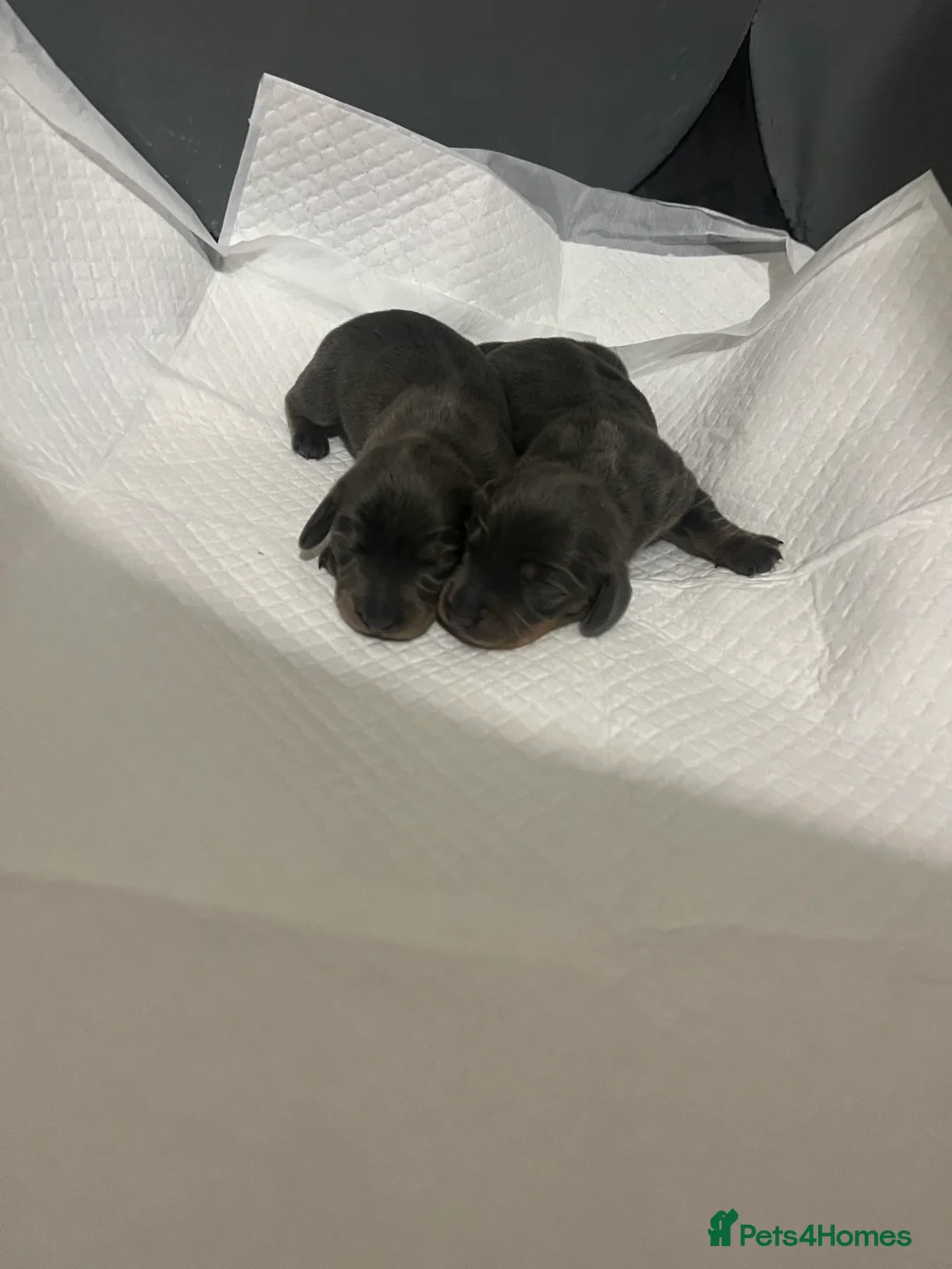 Miniature Dachshund dogs for sale: Gorgeous litter of mini dachshund puppies❤️ - Advert 6
