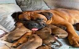 Boxer dogs for sale: Bunch of Boxer Babies - Image 30