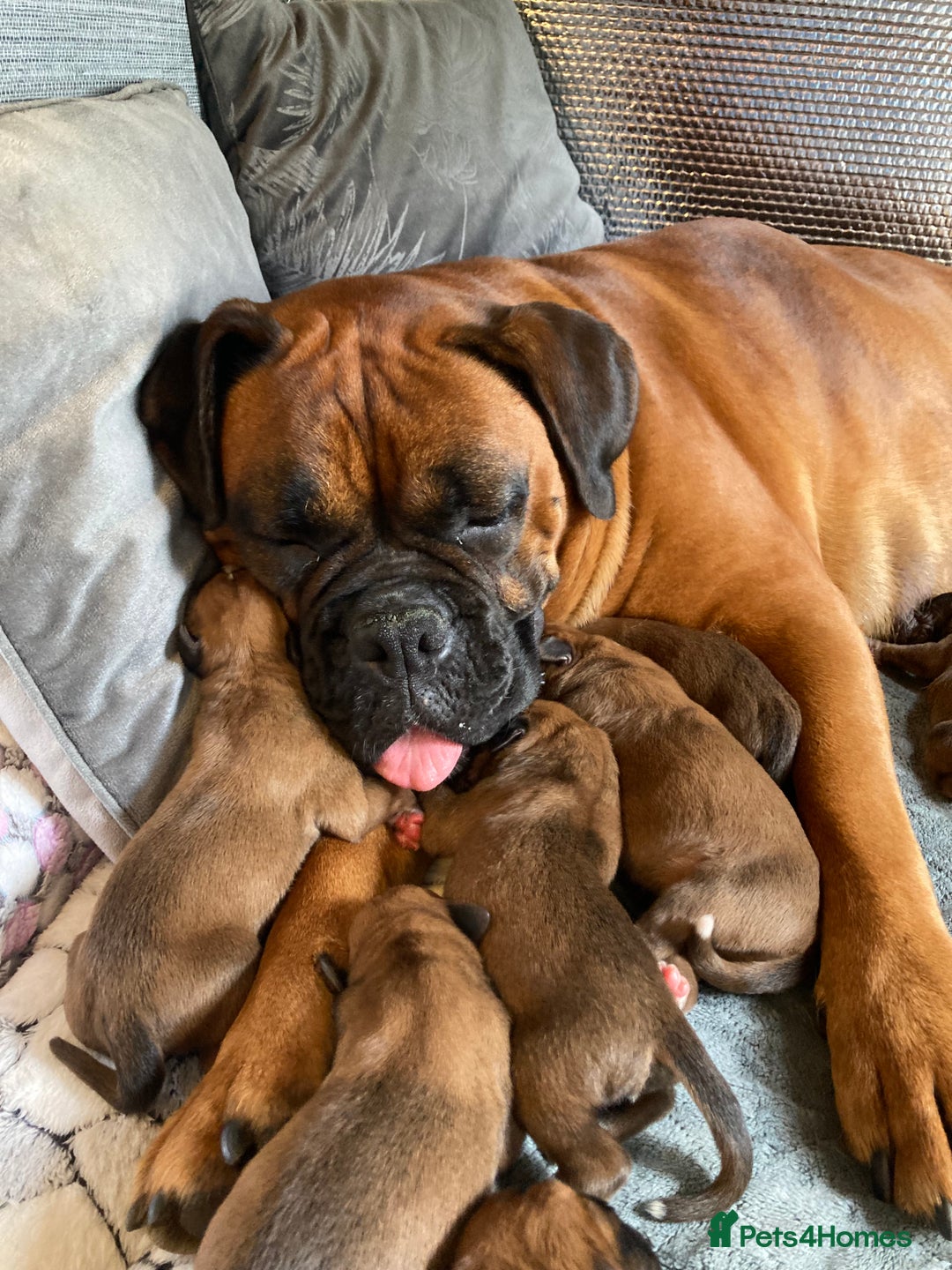 Boxer dogs for sale: Bunch of Boxer Babies - Image 30