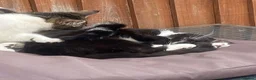 Mixed Breed cats for sale: £15 Super fussy 5 month old girl- for forever home - Advert 3