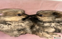 Pomeranian dogs for sale: 2 stunning teddy bear Pomeranians boys - Image 4