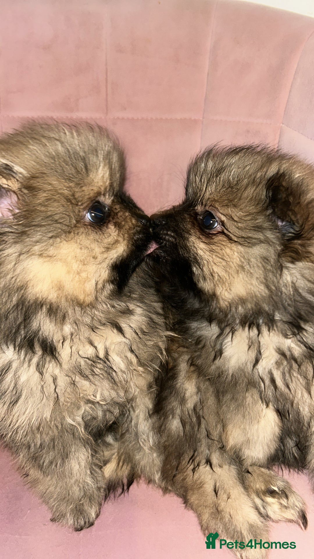 Pomeranian dogs for sale: 2 stunning teddy bear Pomeranians boys - Image 4