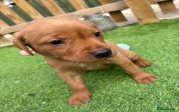 Labrador Retriever dogs for sale: Stunning Fox Red Labrador puppies  - Image 28