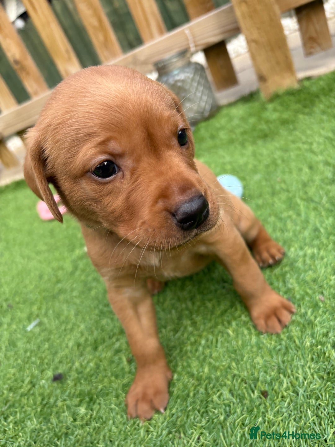 Labrador Retriever dogs for sale: Stunning Fox Red Labrador puppies  - Image 28