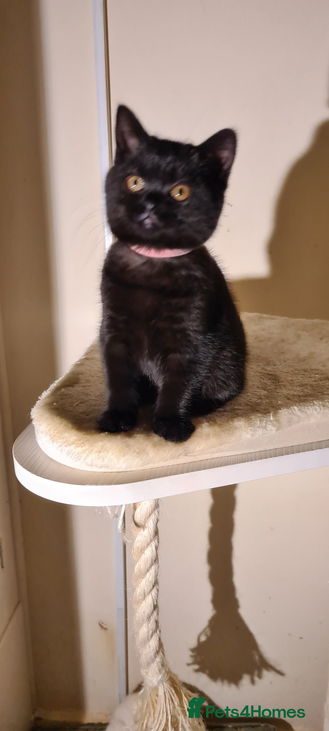 British Shorthair cats for sale: British shorthair black and blue kittens - Advert 40