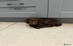 Cocker Spaniel dogs for sale: Kc reg, working bred cocker spaniels - Image 4