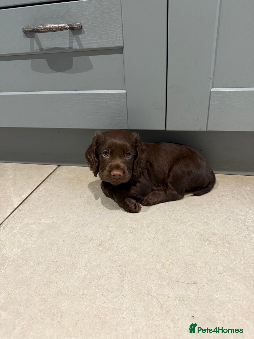Cocker Spaniel dogs for sale: Kc reg, working bred cocker spaniels - Image 4