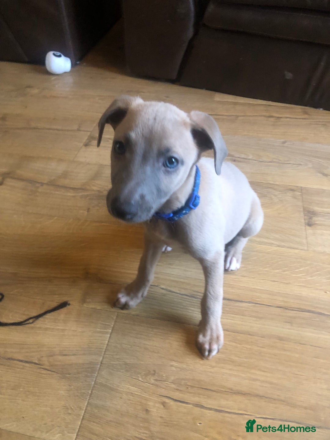 Whippet dogs for sale: Kc registered blue fawn whippets  - Image 8