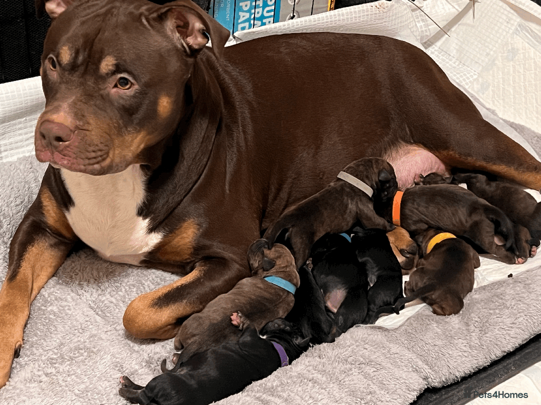 Staffordshire Bull Terrier dogs for sale: Precious Puppies Ready to Join Your Family - Advert 11