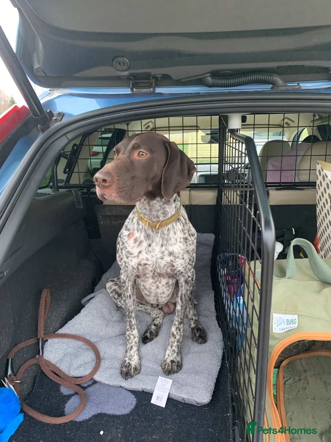 German Shorthaired Pointer dogs for stud: Proven German Shorthaired Pointer - Arthur in Gloucester - Advert 4