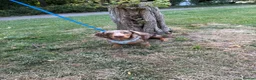 Miniature Dachshund dogs for sale: miniature Daschund Isabella dapple - Advert 9