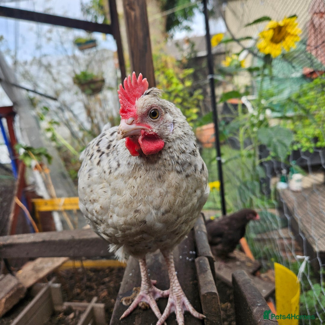 Chickens poultry for sale: Rooster Salmon Faverolle, Choc Bantam,Cream Legbar - Image 6