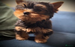 Yorkshire Terrier dogs for sale: KC registered champion blood puppies  - Image 6