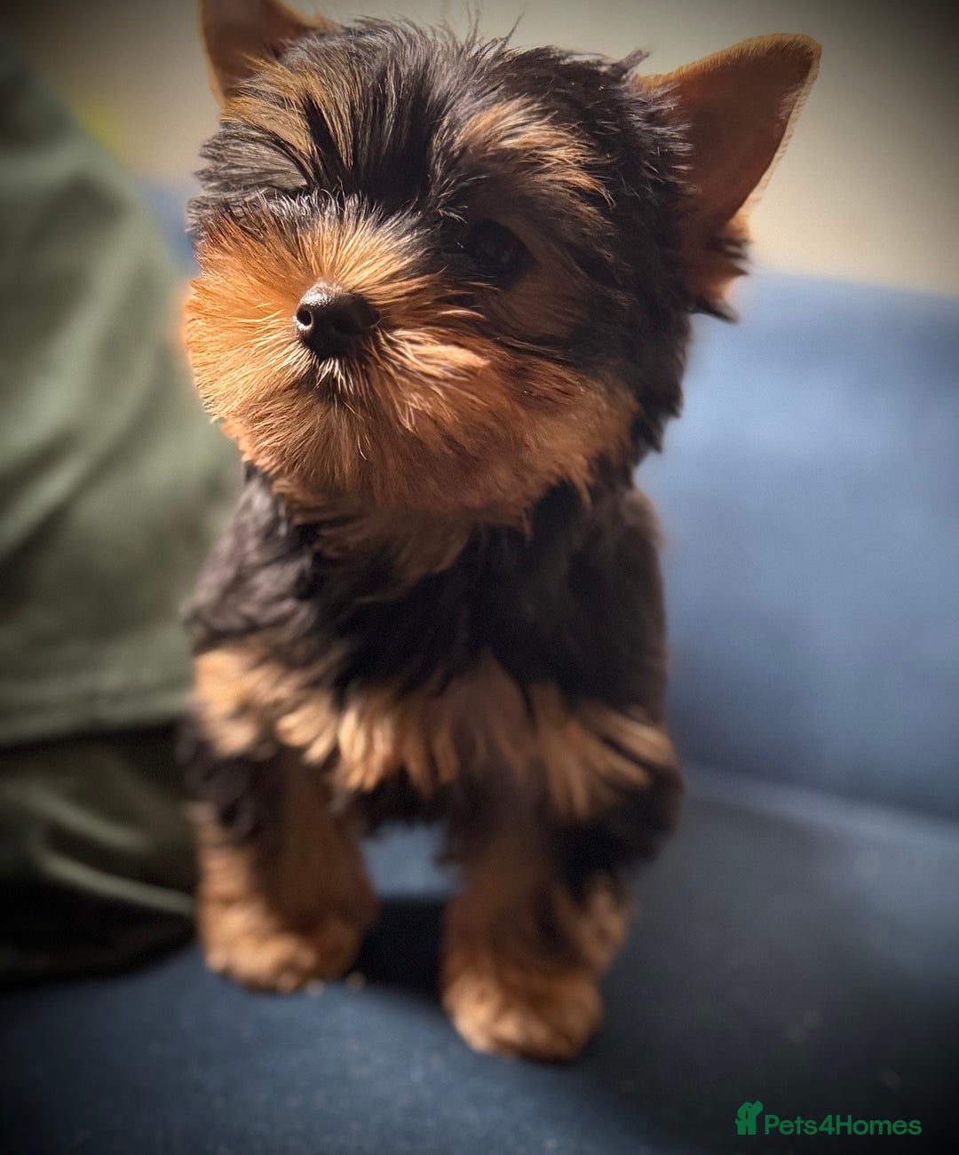 Yorkshire Terrier dogs for sale: KC registered champion blood puppies  - Image 6