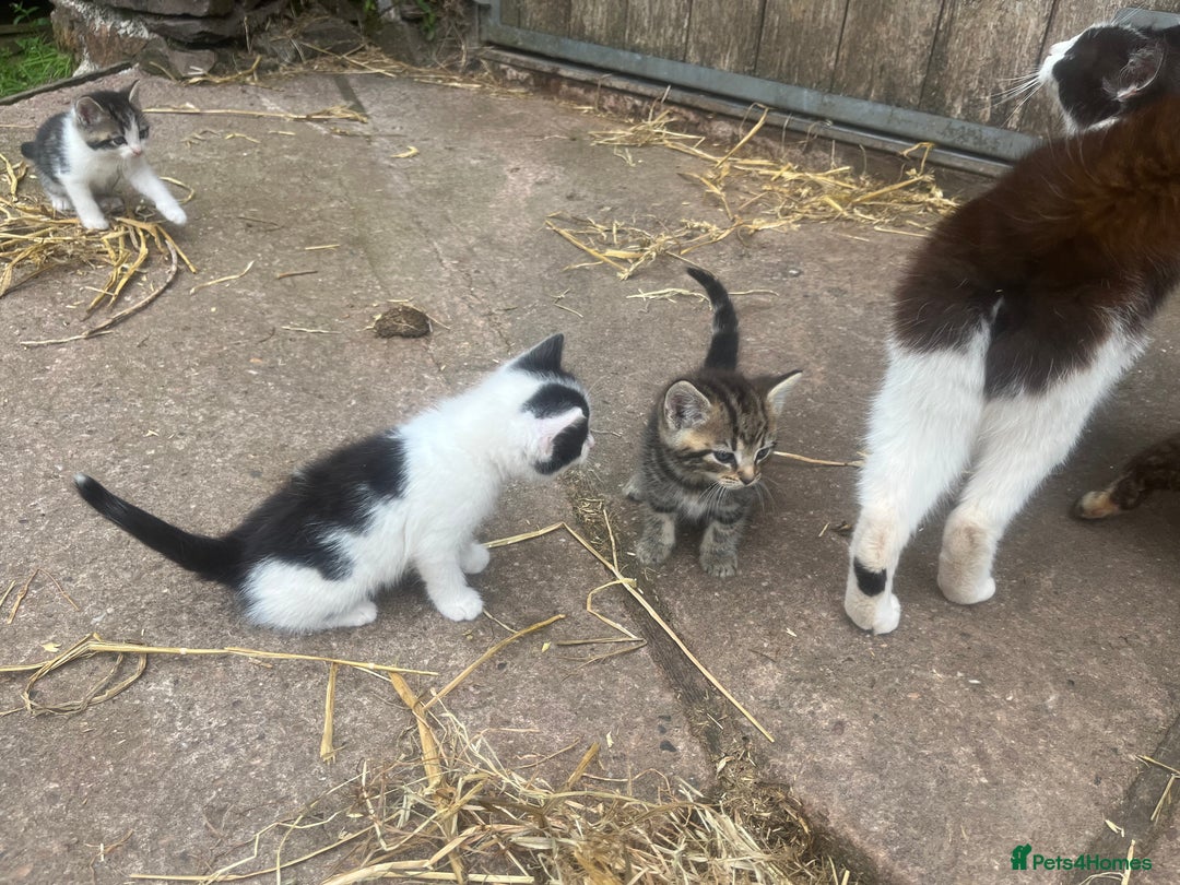 Mixed Breed cats for sale: Lovely well handled kittens - Image 5