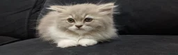 Mixed Breed cats for sale: Cute kittens 😸  - Advert 8
