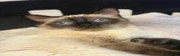 Ragcoon cats for sale: Stunning RagCoons - Advert 1