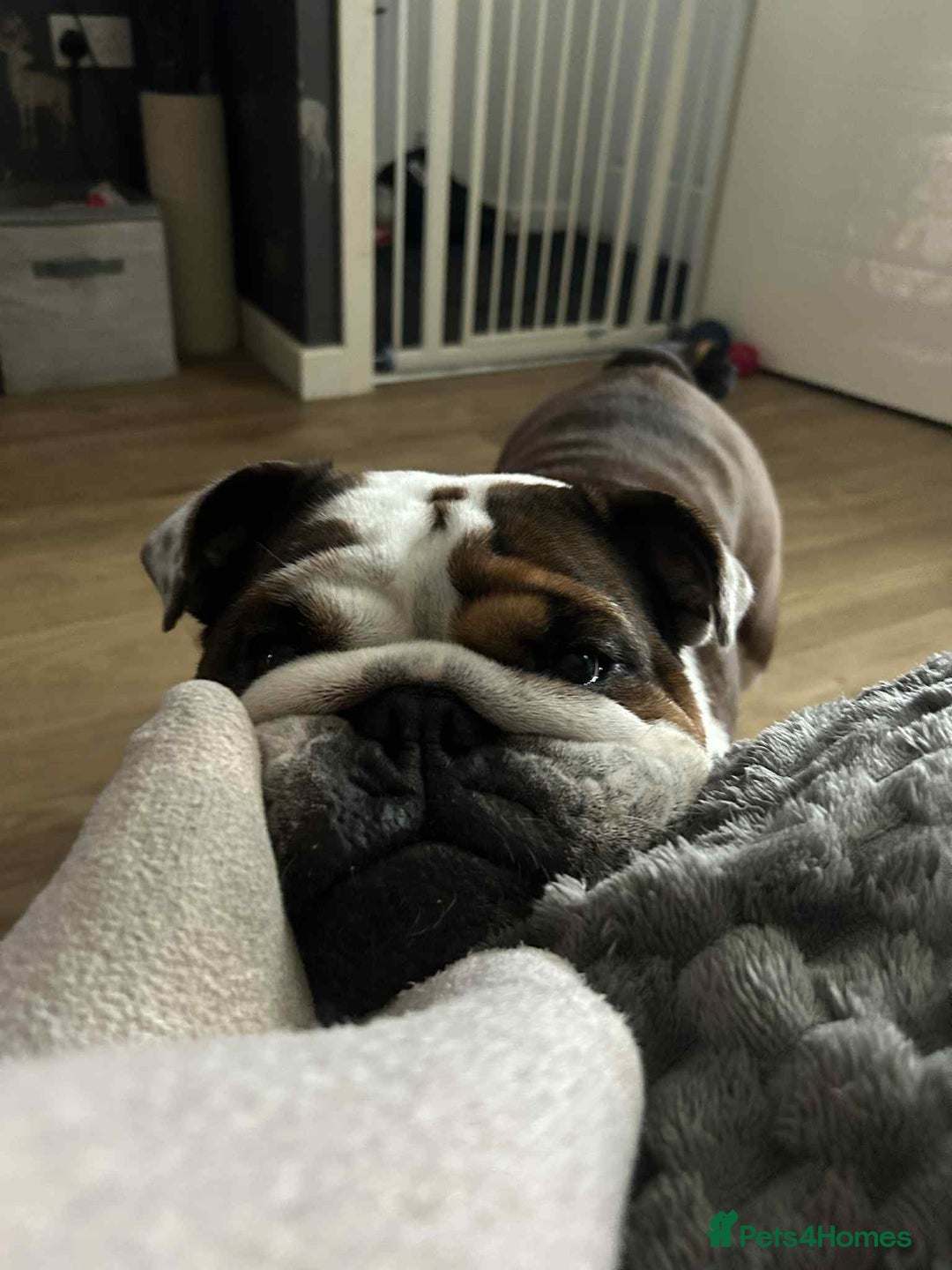 English Bulldog dogs for sale: British bulldog holly  - Image 2