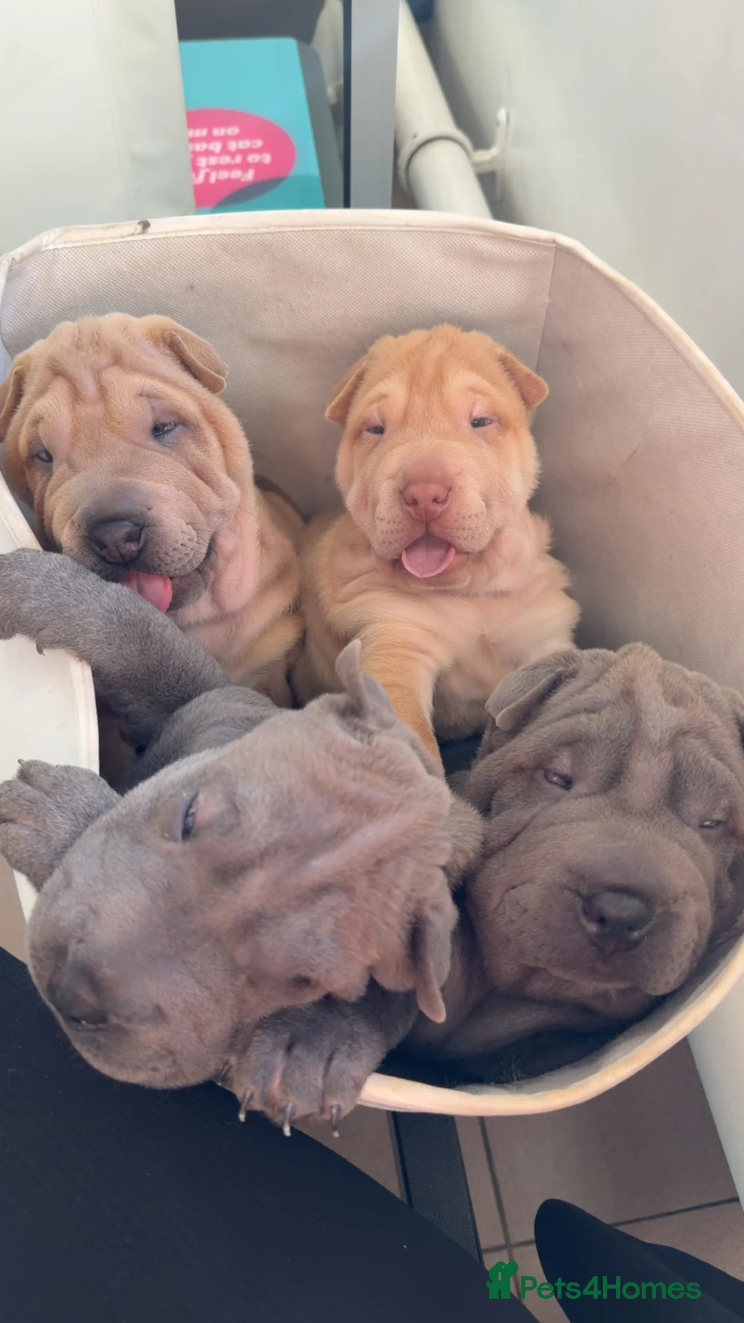 Shar Pei dogs for sale: Shar Pei Puppy - Advert 9