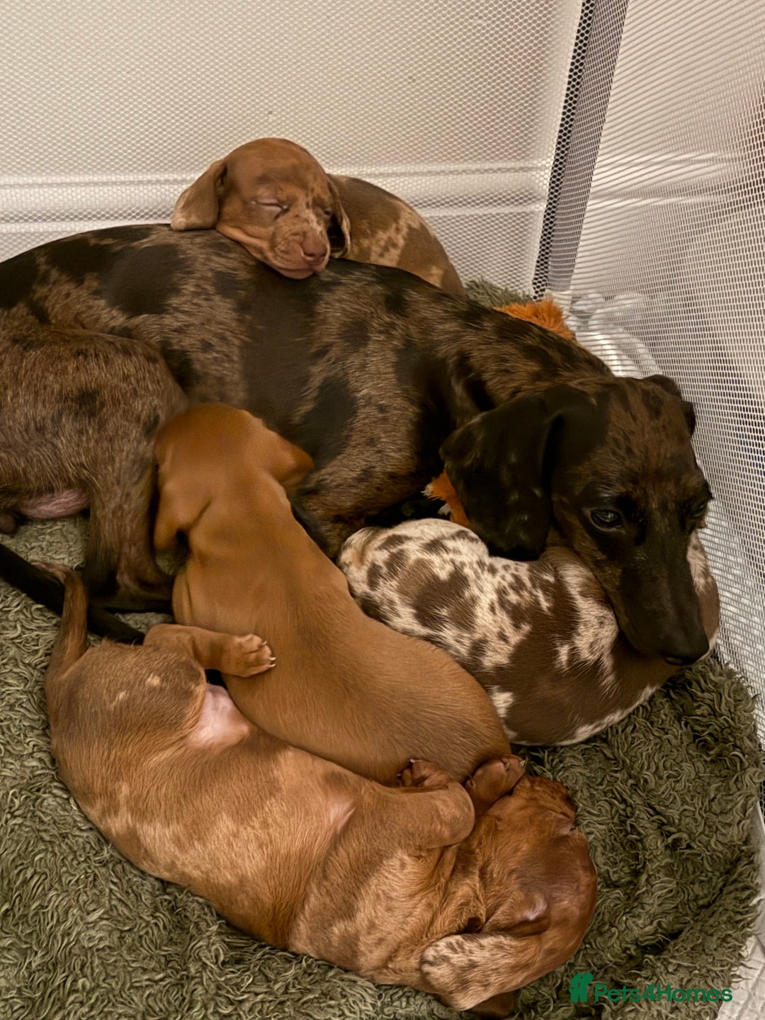Mixed Breed dogs for sale: Beautiful chilled 3/4 Dacshund puppy - Image 6