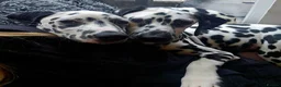 Dalmatian dogs for sale: Beautiful 8MonthOld Female Dalmatian - Advert 4