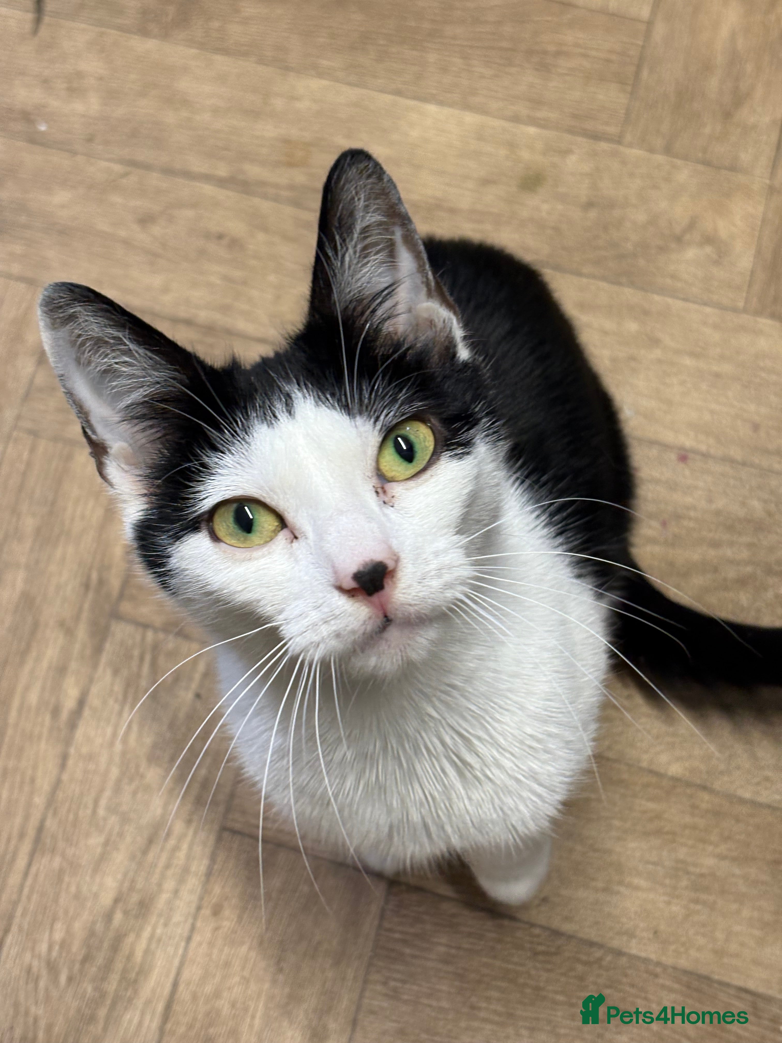 Mixed Breed cats 4 beautiful kitten  - Advert 2