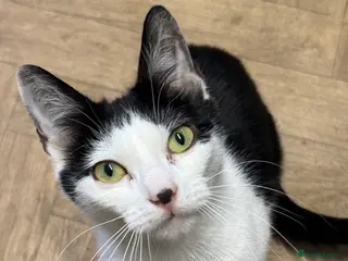 Mixed Breed cats 4 beautiful kitten - Advert 1