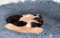 Mixed Breed cats for sale: 4 Gorgeous Kittens Ready for Their Forever Homes! - Image 11