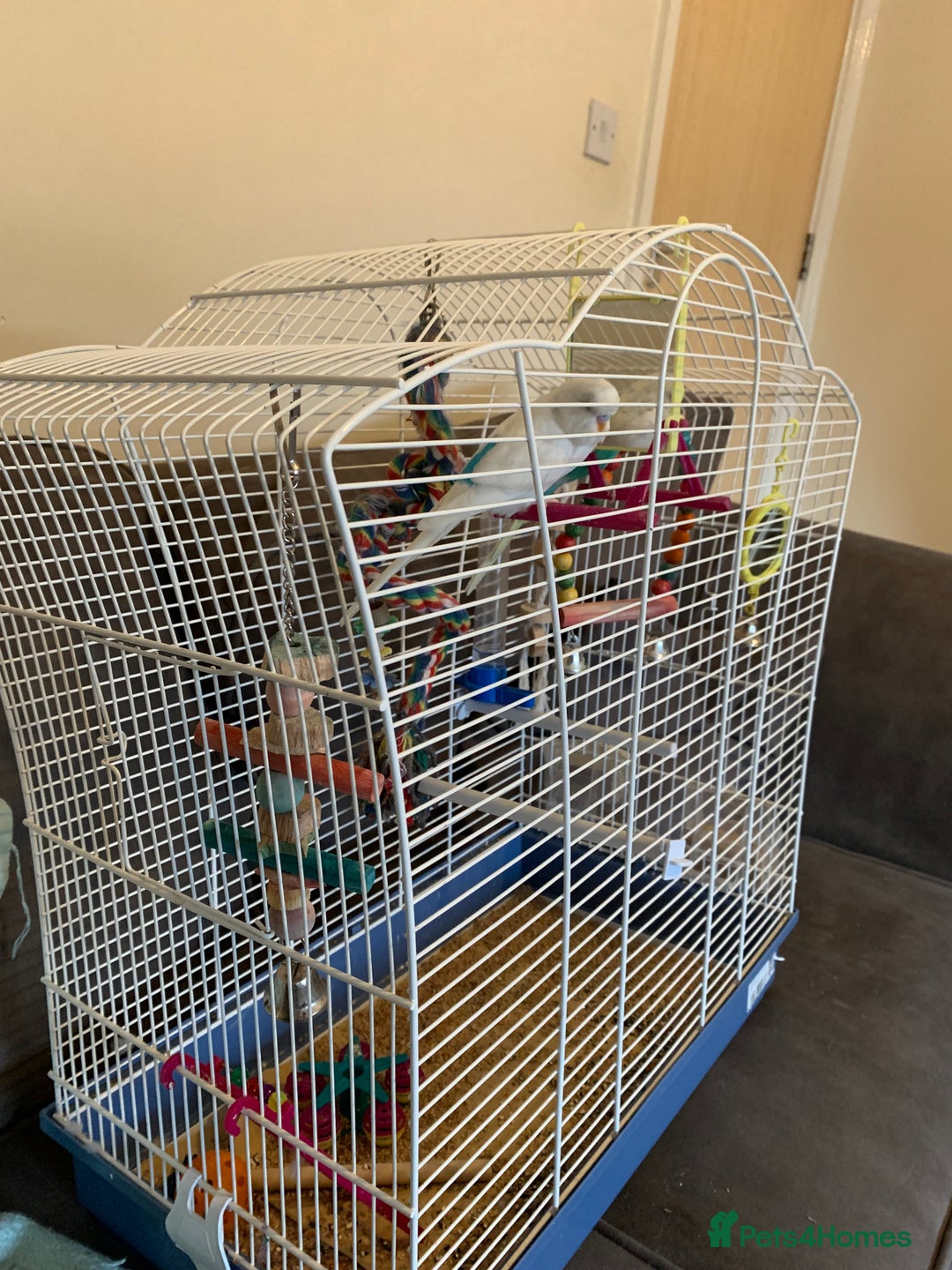 Budgerigars birds for sale: 2 lovely budgies  - Advert 5