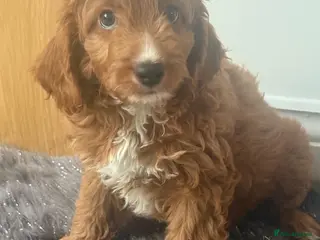 Cavapoo dogs Beautiful F1b Cavapoo's Health Tested Parents - Advert 11