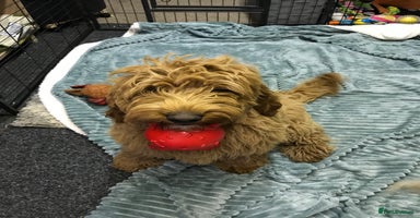 Labradoodle dogs - Advert 3