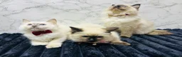Ragdoll cats for sale:  🌸 GCCF/TICA Registered Pedigree Ragdoll Kittens  - Advert 20