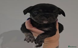 Frug dogs for sale: Last Black & Tan Frug Boy 🥰 - Image 6