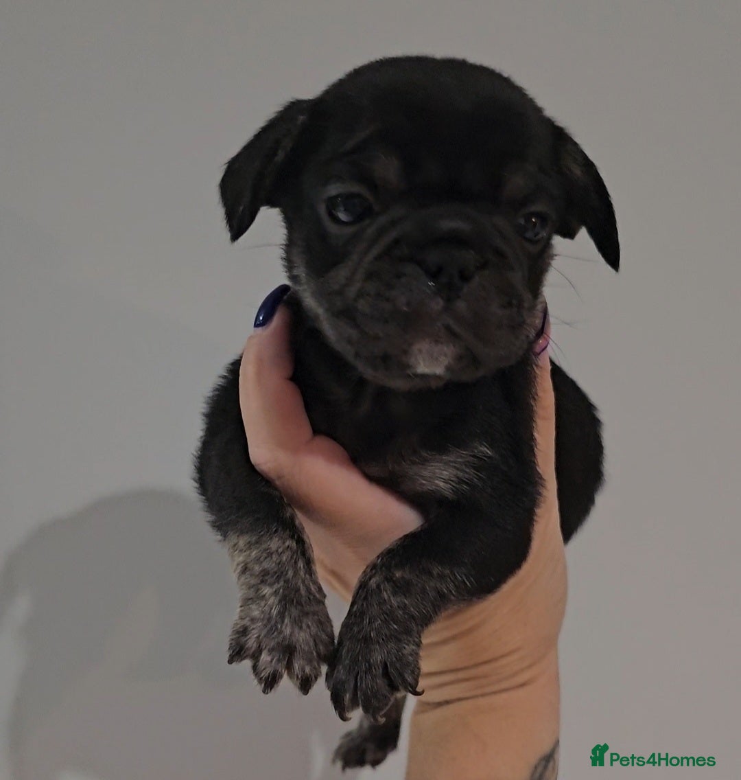 Frug dogs for sale: Last Black & Tan Frug Boy 🥰 - Image 6