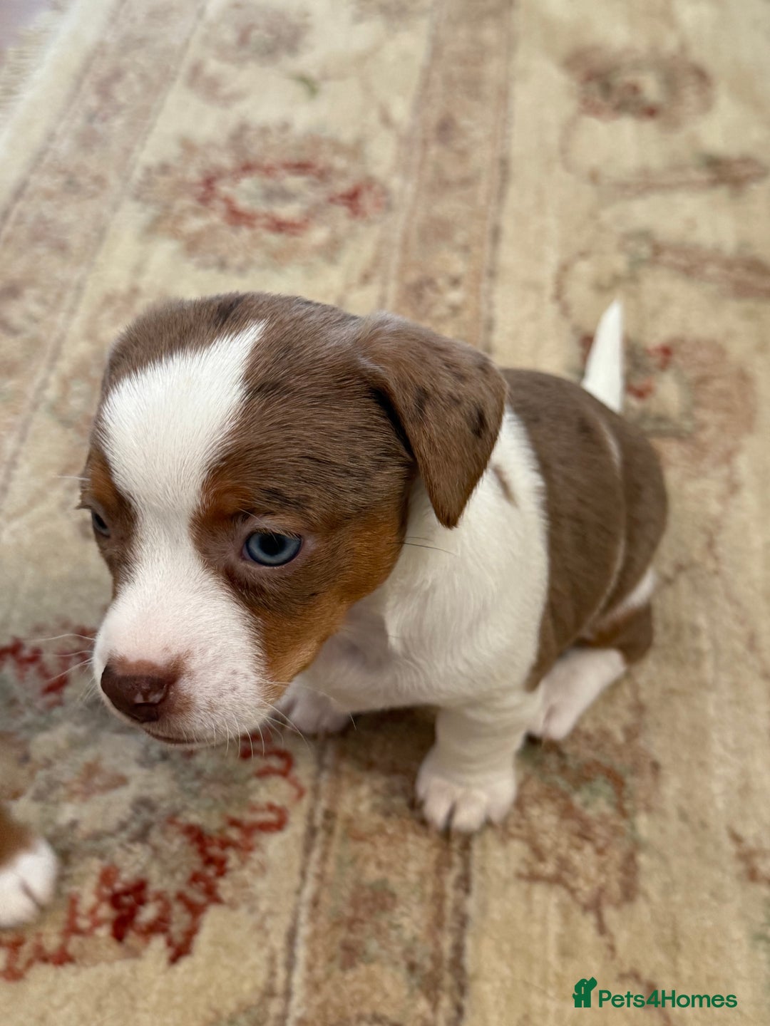 Jack Russell dogs for sale: Very rare merle Jack Russells. Family home raised  - Advert 12