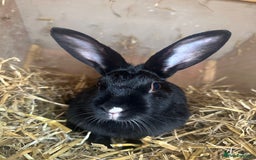 Mixed Breed rabbits for sale: Female Rabbit to be rehomed  - Image 1