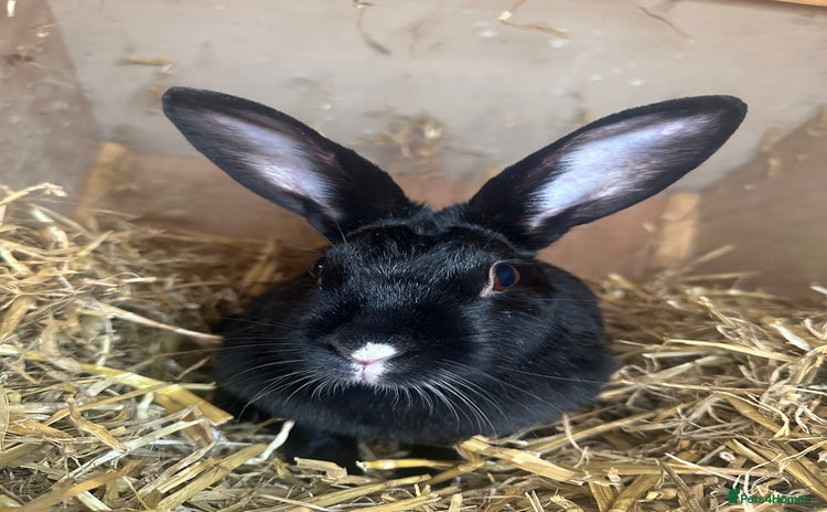 Mixed Breed rabbits - Advert 8