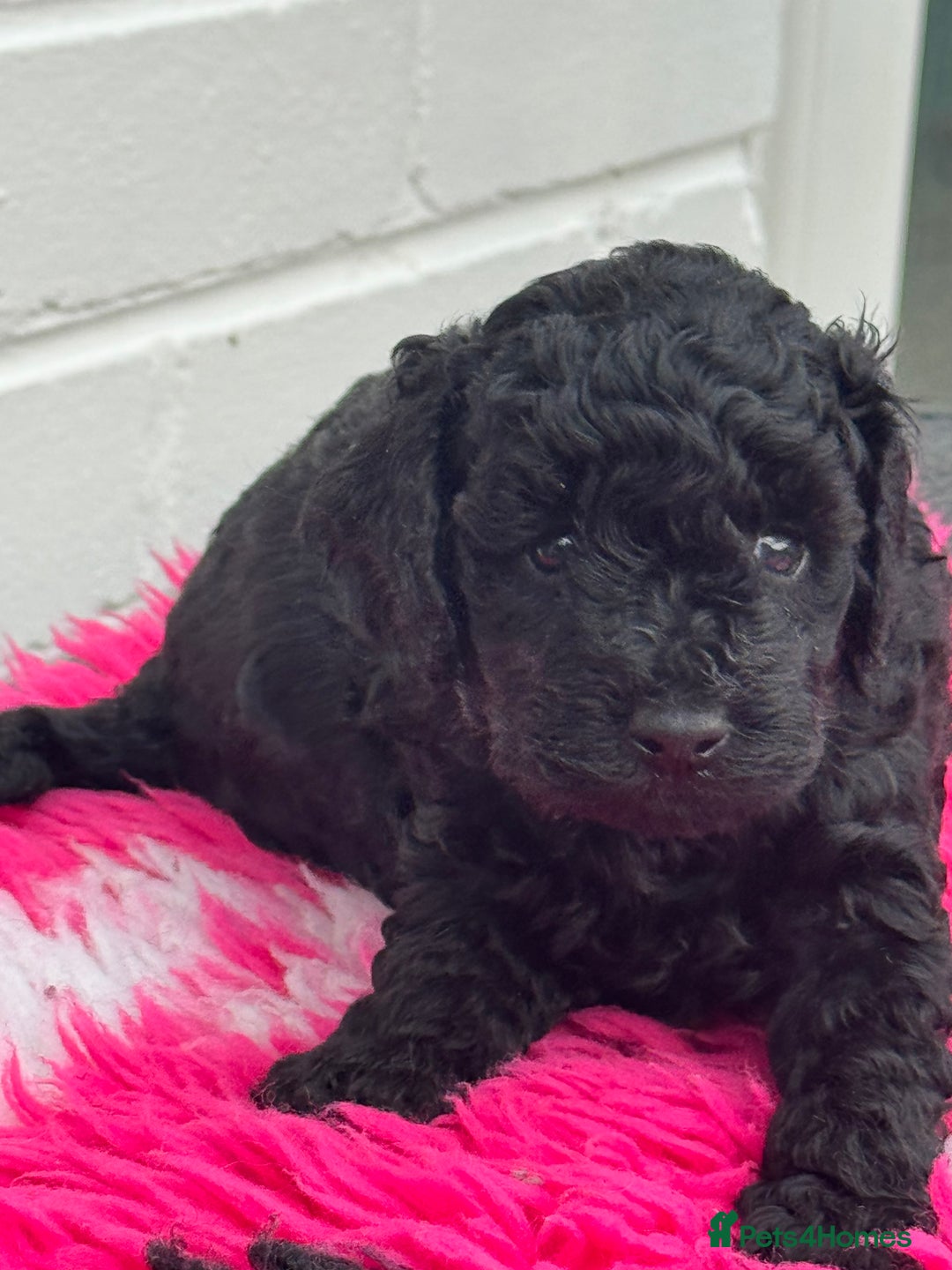 Miniature Poodle dogs for sale: DNA H/Tested Miniature poodle  - Image 5