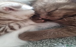 Scottish Fold cats for sale: Stunning TICA Registered Babies - Image 28
